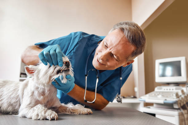 Best Emergency Denture Repair in Holland, MI